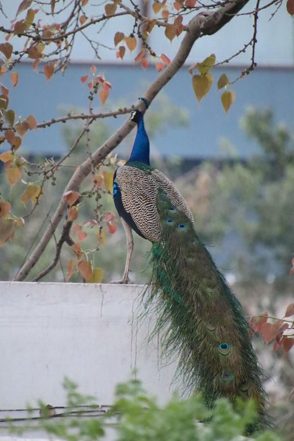 Shahar Palace Jaipur Dış mekan fotoğraf